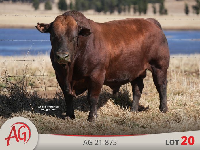 AG210875 HH(c) | ARTHUR DE VILLIERS & SEUN