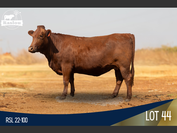 RSL 220100 | RASLOU BONSMARAS