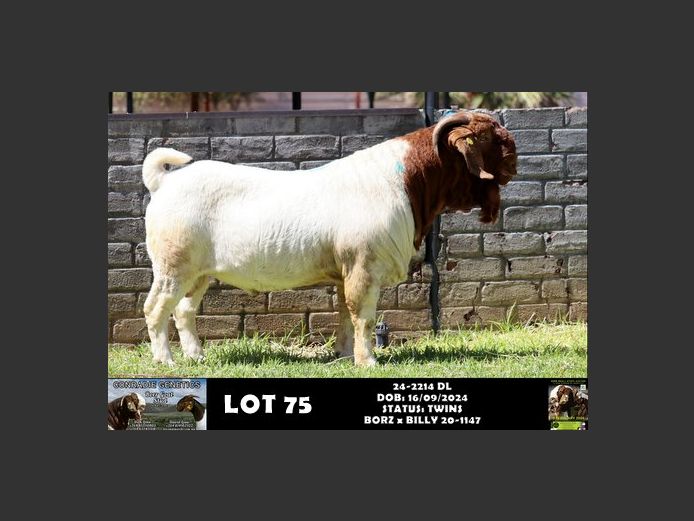 24-2214 DL | DAWID LOUW