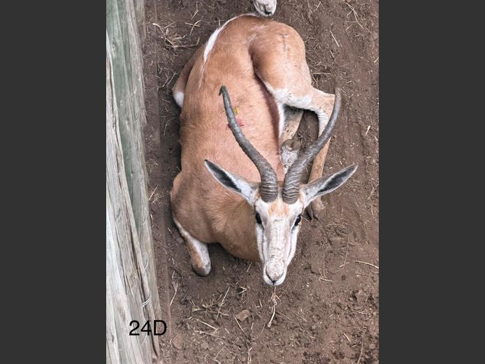 DAMARA SPRINGBOK | KEY GAME
