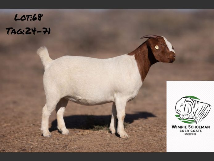 24071 | Wimpie Schoeman