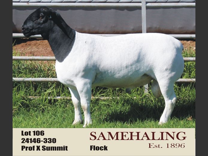 SAMEHALING DORPERS | 24146