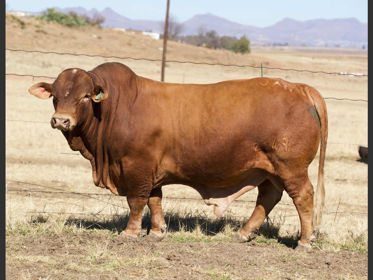 Lot 37 | 26STE NASIONALE BEEFMASTER VEILING | SwiftVEE | South Africa’s ...