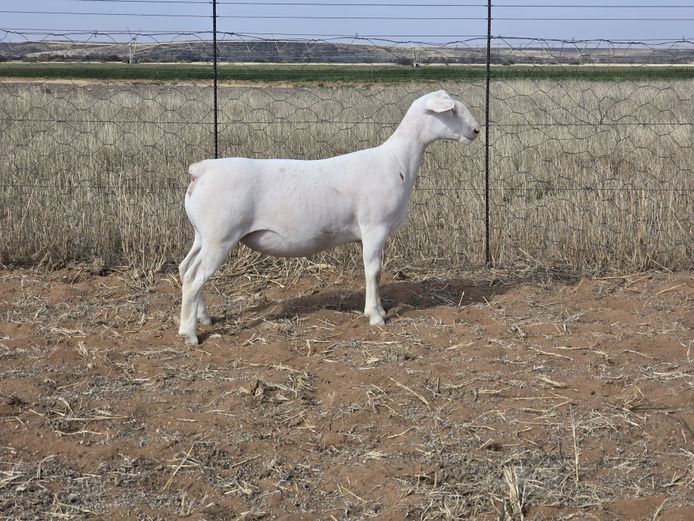 24167 | C2 Witdorper Ooie