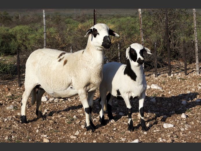 GMD 24-4293 | Kanyezi Meatmasters