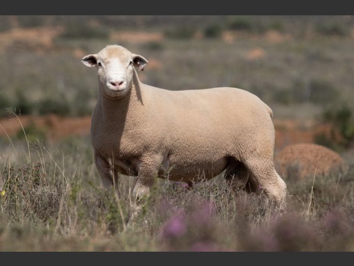 DZ250260 | 2 STEYNS BOERDERY