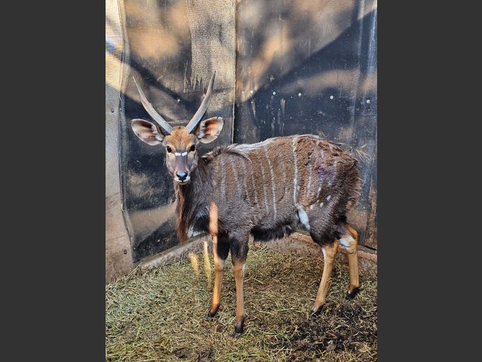 NYALA | GHOST TRADING