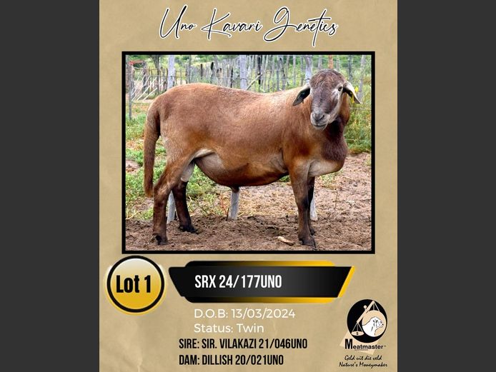 SRX 24/177UNO | UNO KAVARI GENETICS 