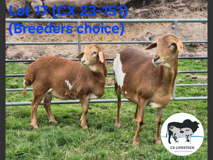 CX23.151 | CX LIVESTOCK