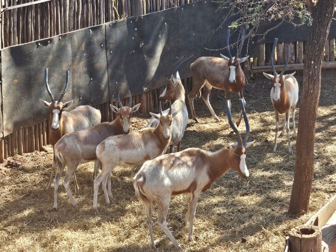 YELLOW BLESBOK | HIGHLAND