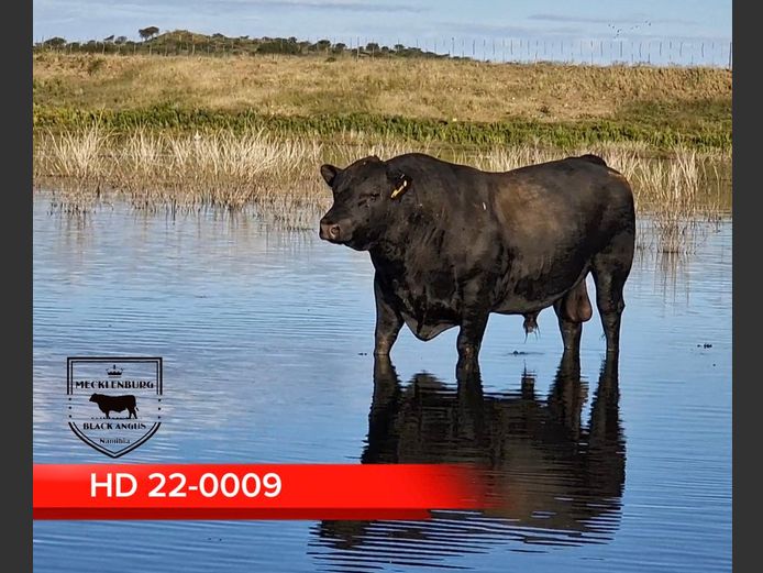 22-0009HD | MECKLENBURG BLACK ANGUS 