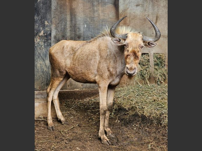 GOLDEN GNU | CHAZAKAMATS