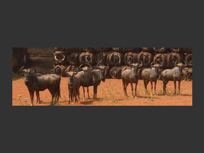BLUE WILDEBEEST