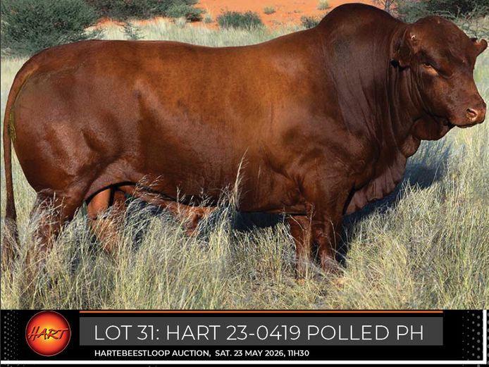 HART230419Pp(c) | HARTEBEESTLOOP BONSMARA