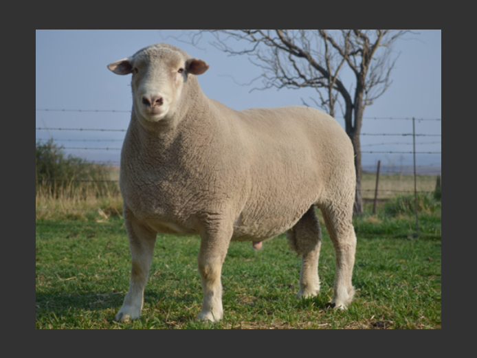 T 240406 | TWEE BROERS DORMER STOET