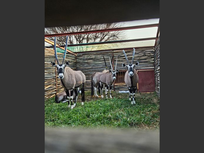 GEMSBOK BULLE