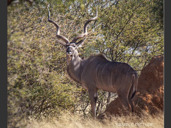 KUDU | DU PREEZ WILD
