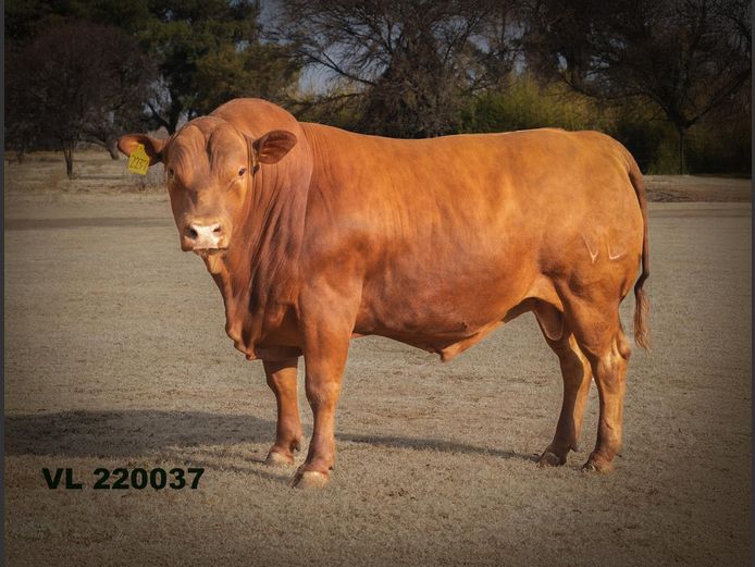 VL 220037 | T.D.J. VLOTMAN