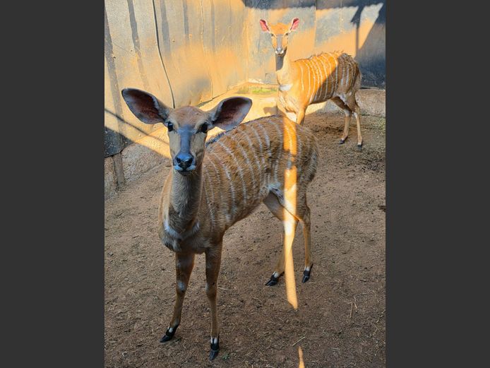 NJALA | KOLOBE WILDLIFE