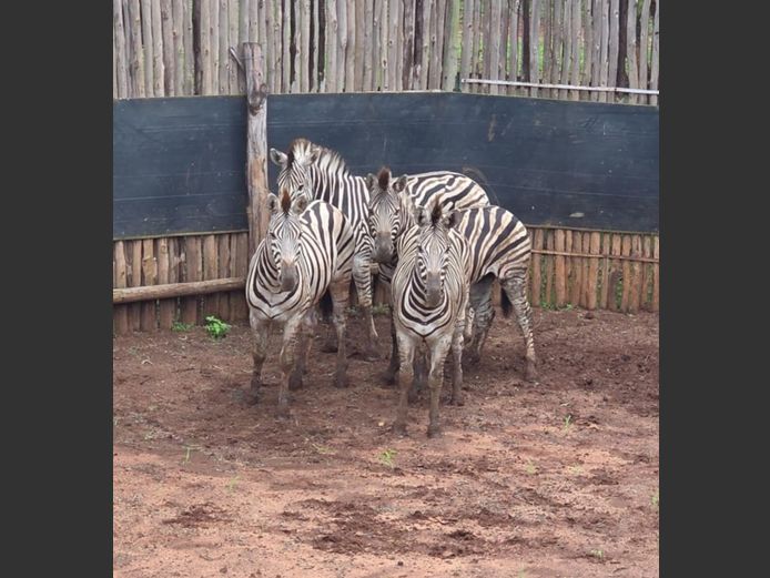 ZEBRA | DITJABE