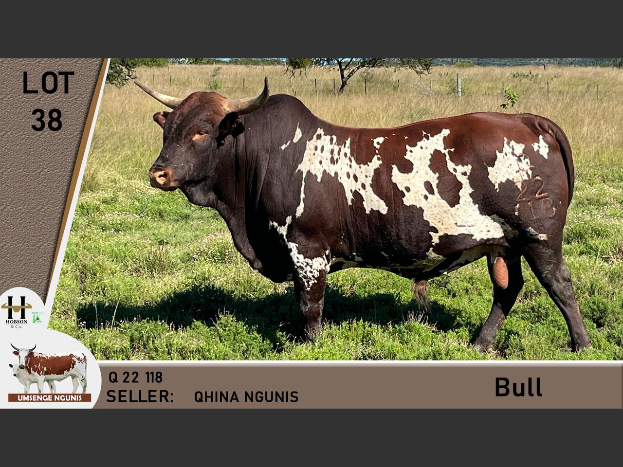 Lot 38 | UMSENGE NGUNI'S 25TH BULL & PRODUCTION SALE | SwiftVEE | South ...