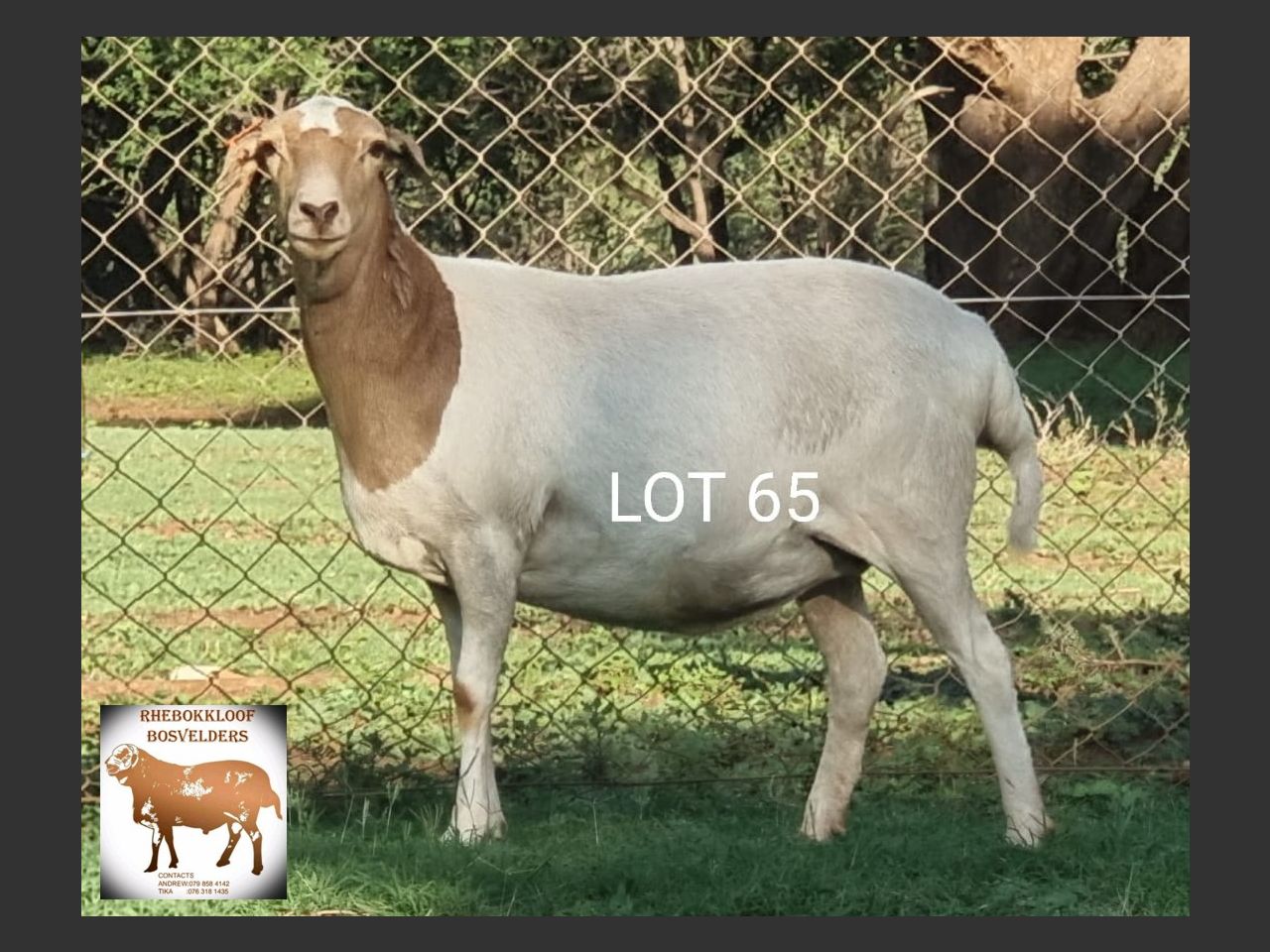 images