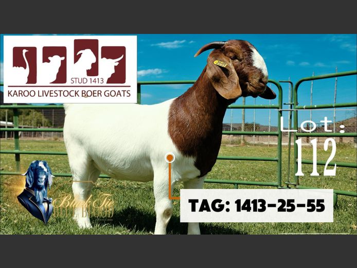 1413 250055 | Karoo Livestock Boer Goat Stud