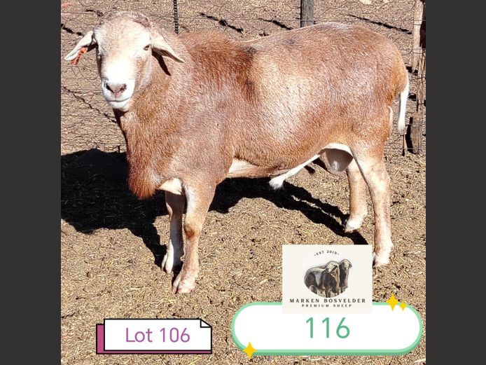 116 | MARKEN BOSVELDERS