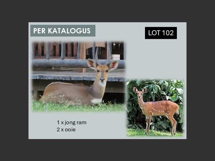 BUSHBUCK | ONDANGWA WILDLIFE