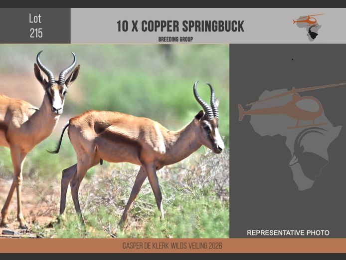 Copper Springbuck