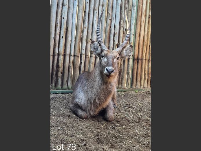 WATERBOK | SCHALK VAN ZYL