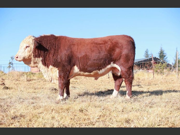 2209 | PIERREMONT HEREFORDS