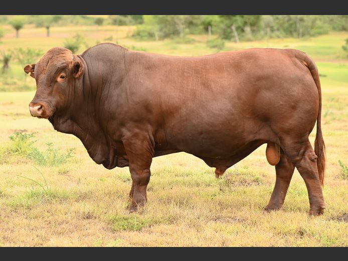 JOY 240044 | FETTING LIVESTOCK TRUST