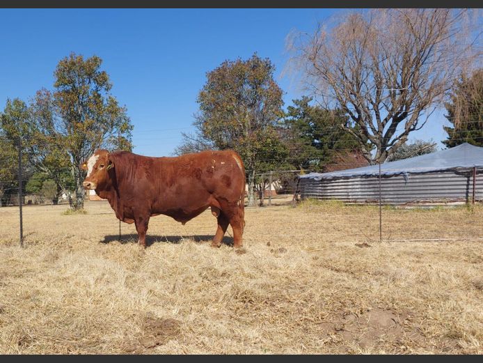 ZM20767C | ZIMEYER BOERDERY 