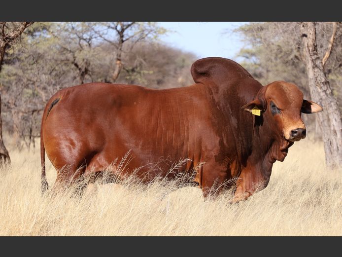 20-0009HR | OMAKWARA BORAN STUD