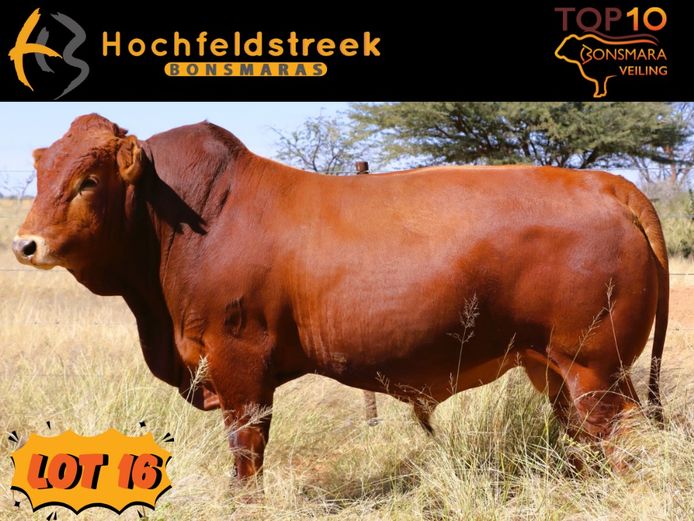 HOCHFELDSTREEK BONSMARAS | HMB 220185