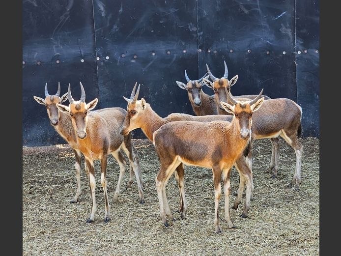 BLESBOKKE | HELICON
