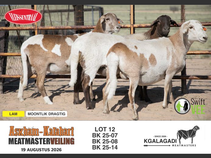 BK 25-14 | BARRI KNOETZE