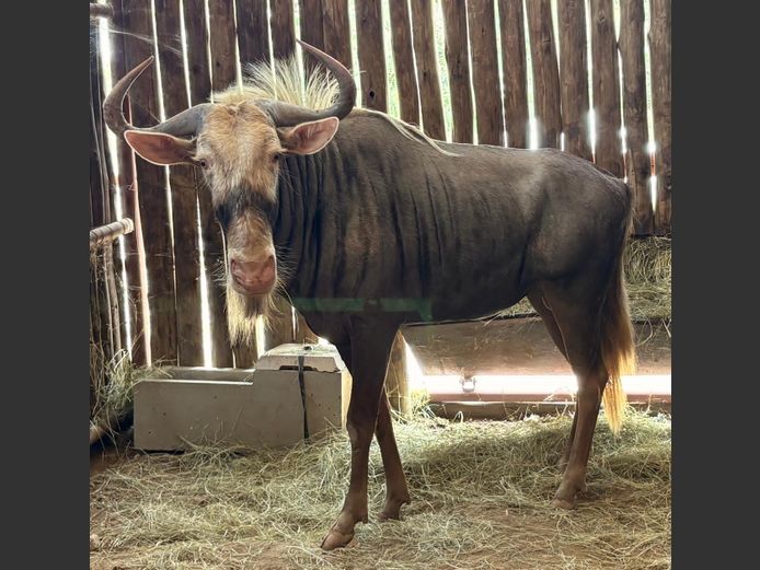 Konings Wildebees Bul