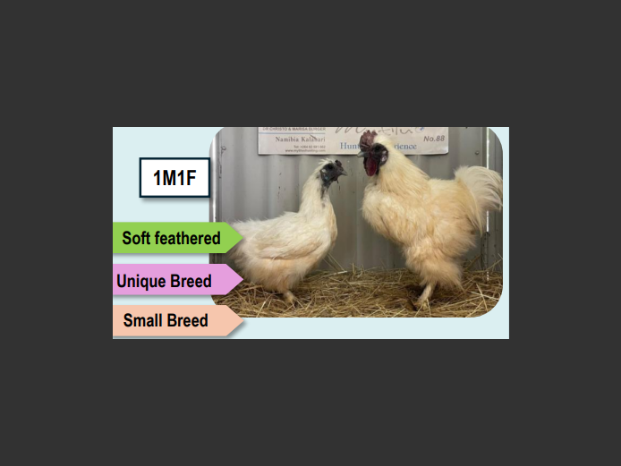 WHITE SILKIE | ANNUAL MYTILUS AND ELOFF