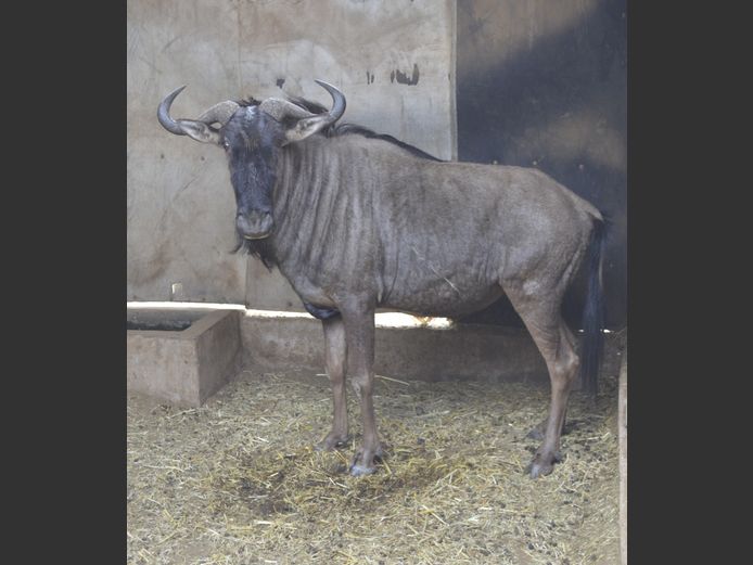 Blouwildebees | Mhara Game Lodge