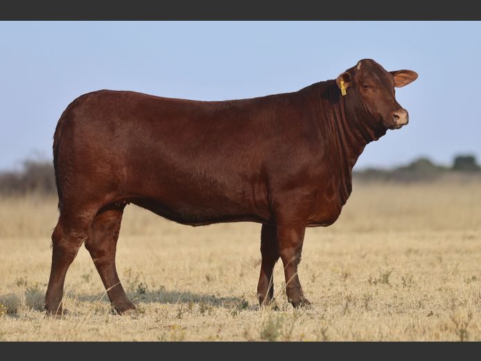 VV  230087 | T. DE JAGER