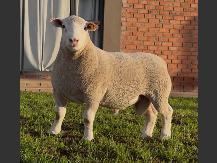 DH250170 | HEYMAN STUD FARM PTY LTD