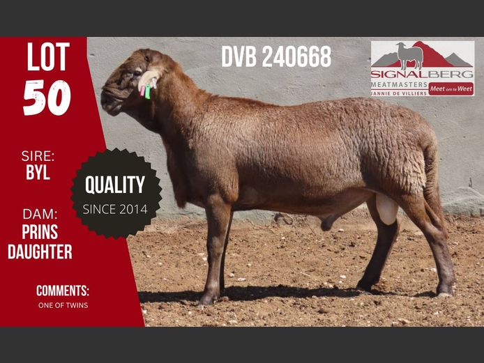 DVB 240668 | SIGNALBERG MEATMASTERS