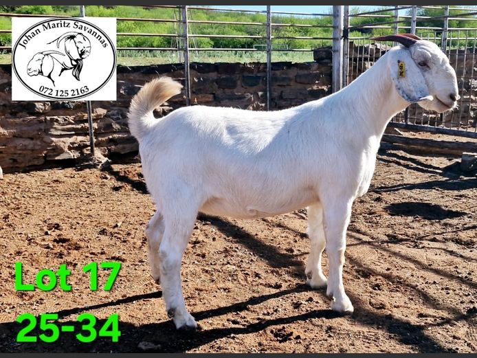 47 25 34 | Johan Maritz Savannas