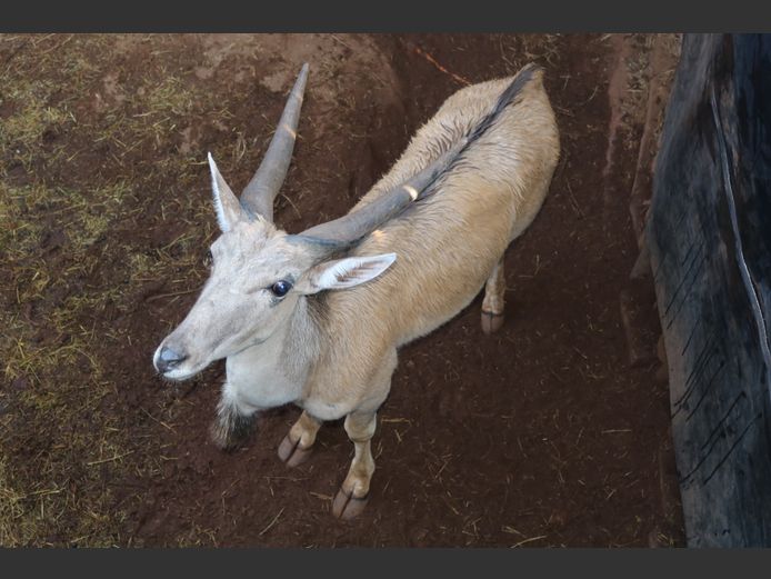 Eland
