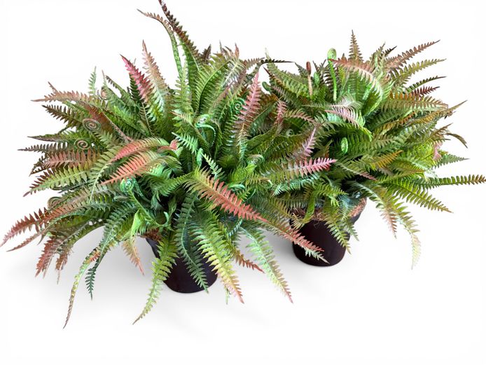 Pair of Artificial Fern Plants
