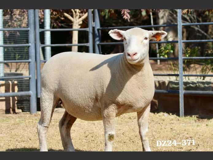 DZ 240371 | 2 STEYNS BOERDERY