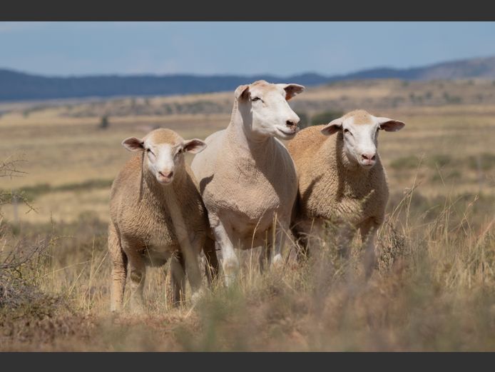 DZ 240278 | 2 STEYNS BOERDERY