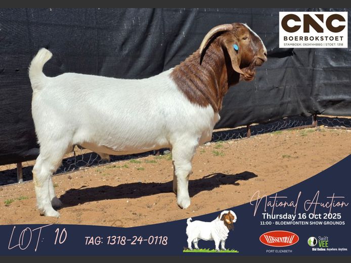 1318-24-0118 | Connie Coetzee (CNC Boerbokstoet)